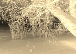 Sepia + Negatyw