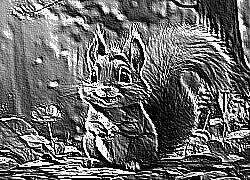 Skamielina
