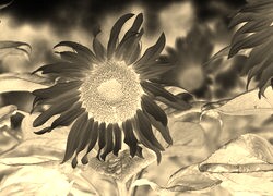 Sepia + Negatyw