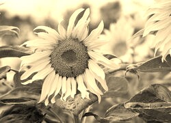 Szary + Sepia