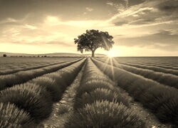 Szary + Sepia