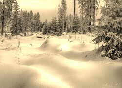 Szary + Sepia