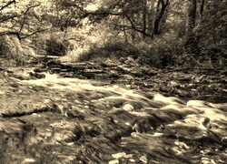 Sepia
