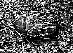 Skamielina