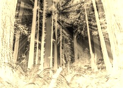Sepia + Negatyw