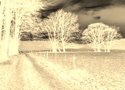 Sepia + Negatyw