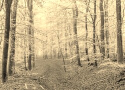 Szary + Sepia