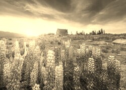 Szary + Sepia