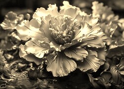Szary + Sepia