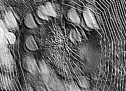 Skamielina