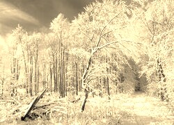 Szary + Sepia