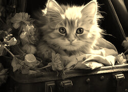 Szary + Sepia