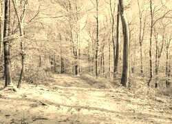 Szary + Sepia