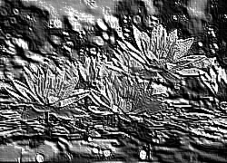 Skamielina