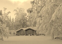 Szary + Sepia