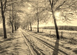 Szary + Sepia