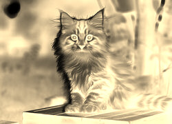 Sepia + Negatyw