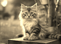 Sepia