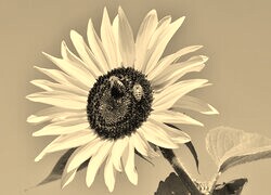 Sepia