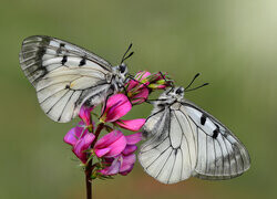 Oryginalny obrazek