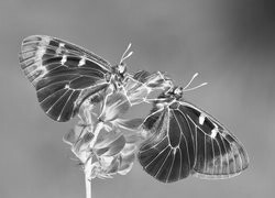 Szary + Negatyw