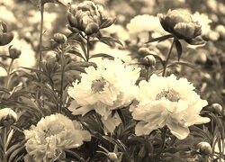 Szary + Sepia
