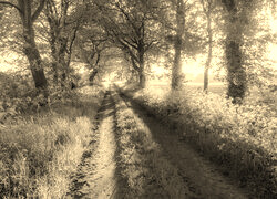 Sepia