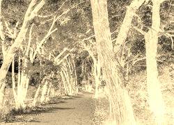 Sepia + Negatyw