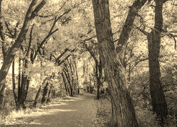 Sepia