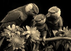 Szary + Sepia