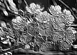 Skamielina