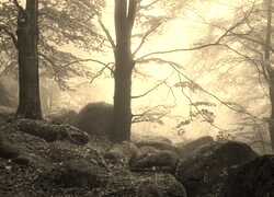 Szary + Sepia