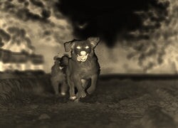Sepia + Negatyw