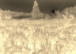 Sepia + Negatyw