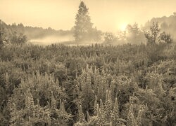 Szary + Sepia