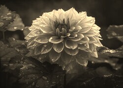 Szary + Sepia