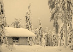 Szary + Sepia