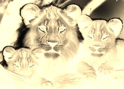 Sepia + Negatyw
