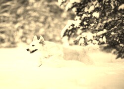Sepia