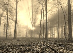 Szary + Sepia
