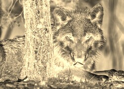 Sepia + Negatyw