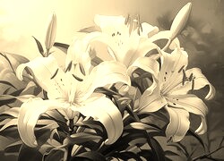 Szary + Sepia