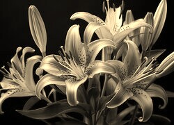 Szary + Sepia