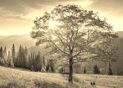 Sepia