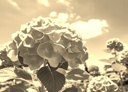 Szary + Sepia