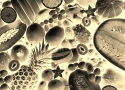 Sepia + Negatyw