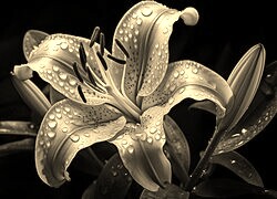 Szary + Sepia