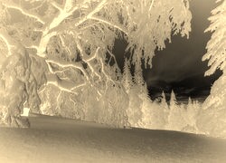 Sepia + Negatyw