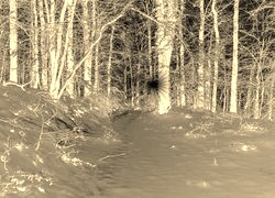 Sepia + Negatyw