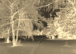 Sepia + Negatyw